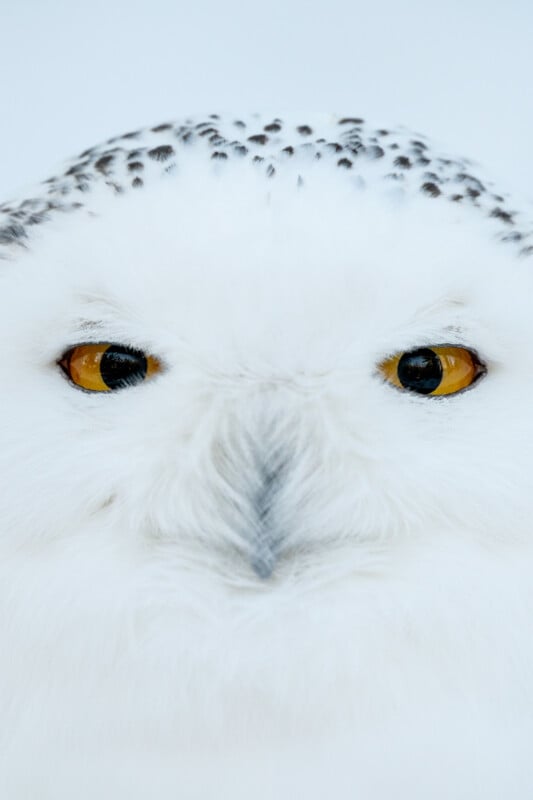 Nikkor Z 600mm f/4 S TC VR owls eyes