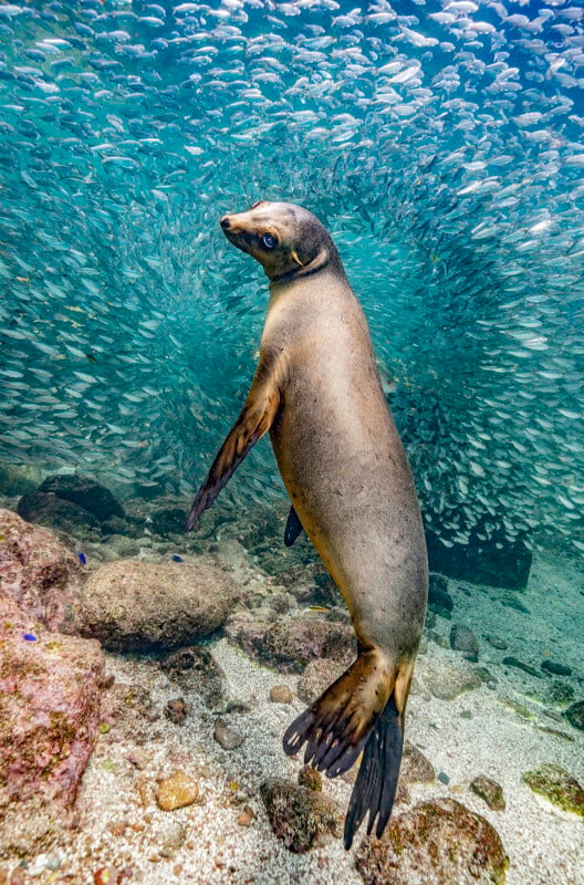 A sea lion underwater.