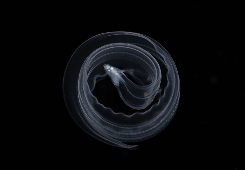 A moray eel in a circular shape amid darkness.